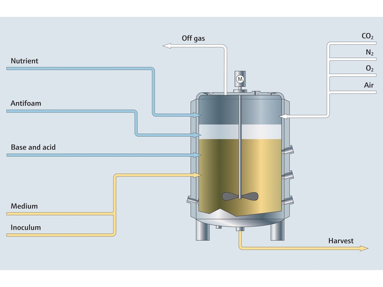 Schéma de process de la fermentation