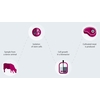 Process de production de viandes cultivées