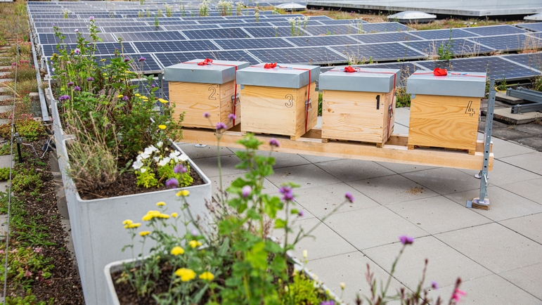 Le toit d'Endress+Hauser Flow abrite plusieurs des colonies d'abeilles de l'entreprise